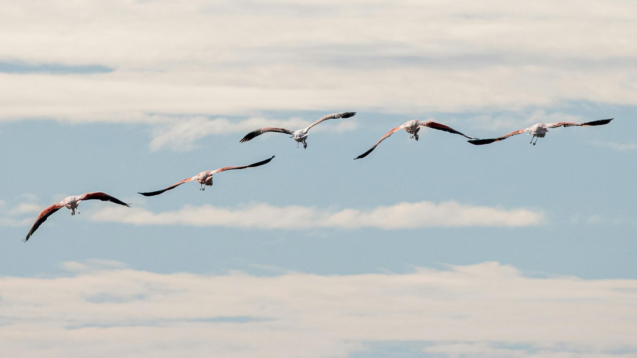 Migracja ptaków: Które ptaki odlatują z Polski na zimę?